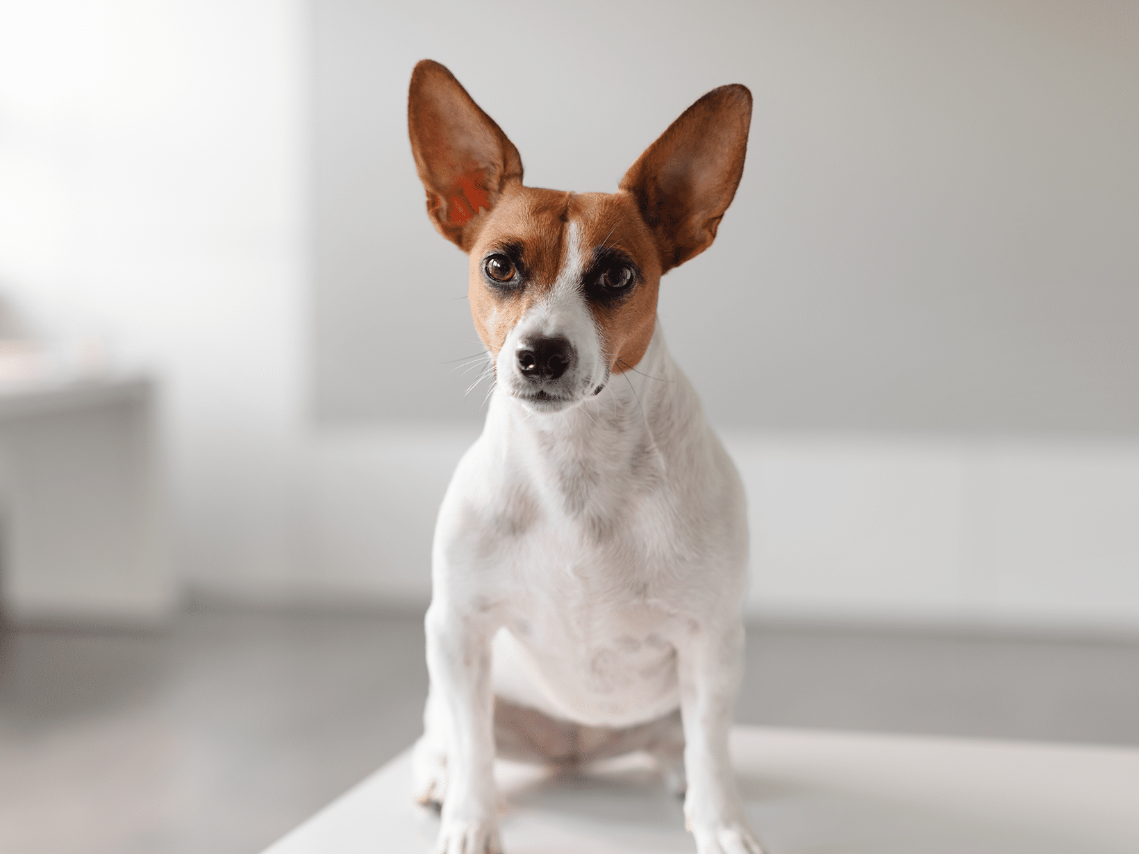 De kosten van een cherry eye bij een hond