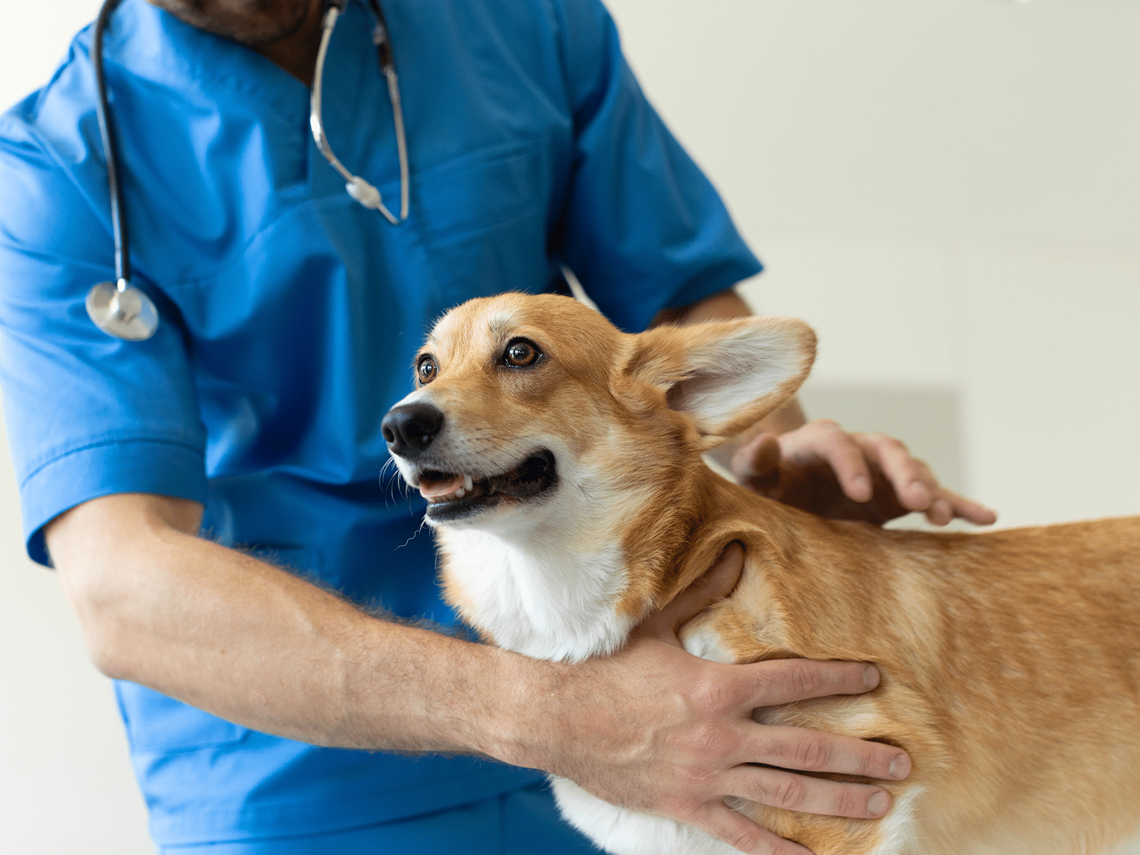 De kosten van een dermatoloog voor een hond