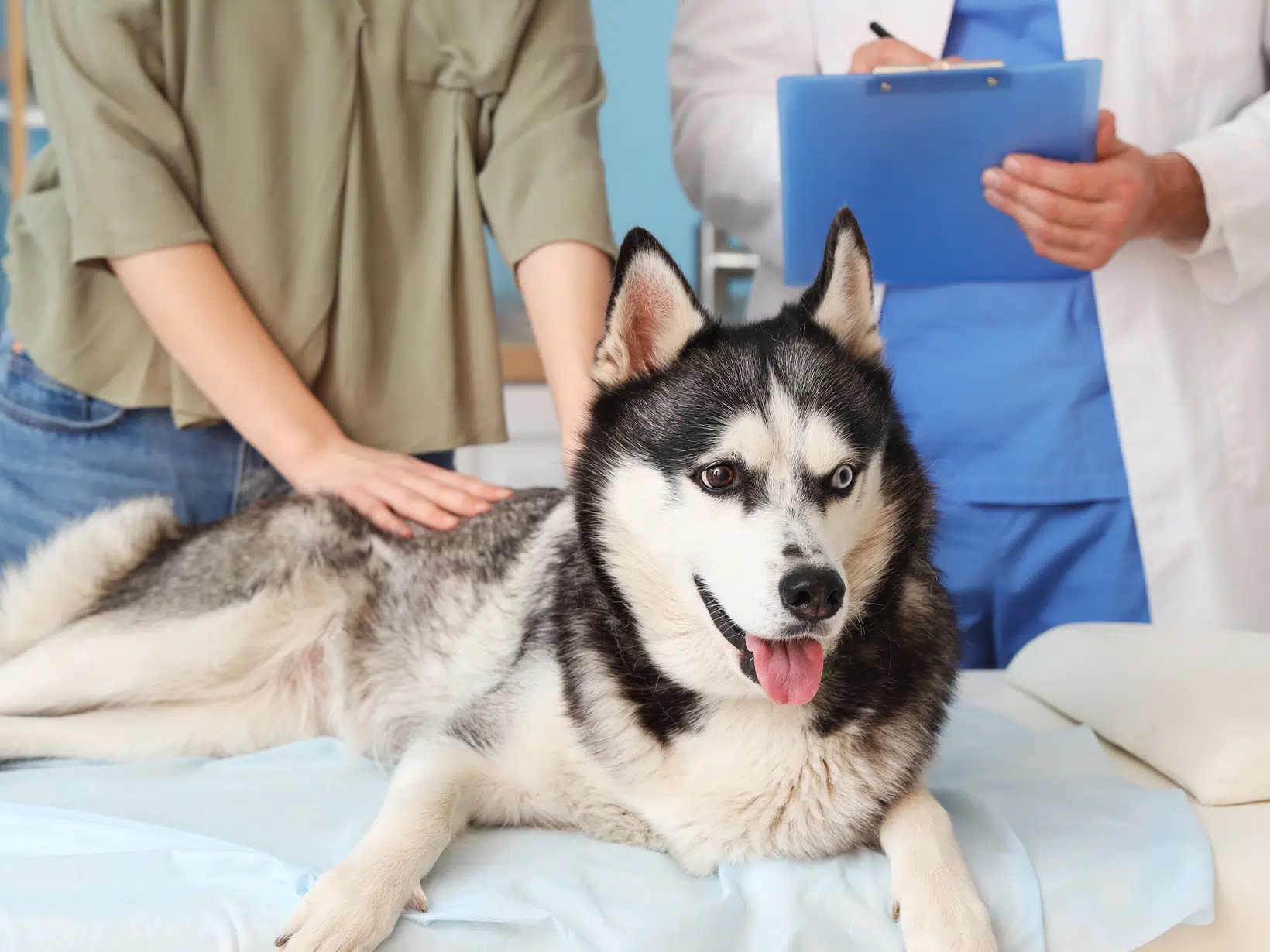 De kosten van een hersenscan bij een hond