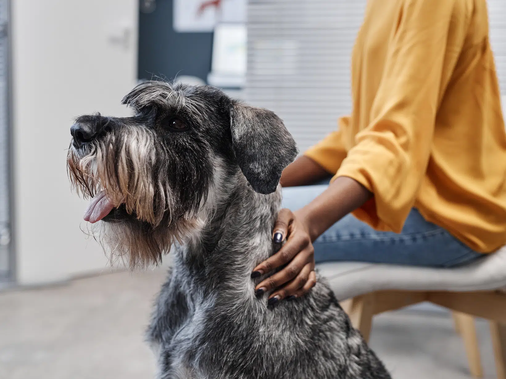 De kosten van epuliden verwijderen bij een hond