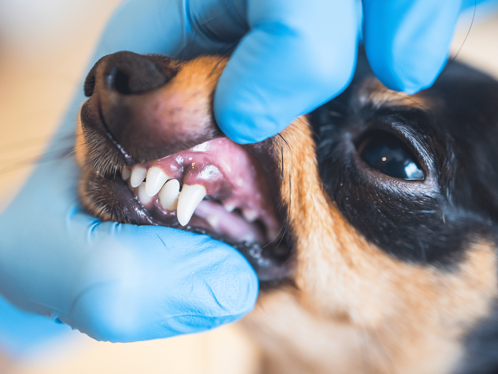 De kosten van kiezen trekken bij een hond