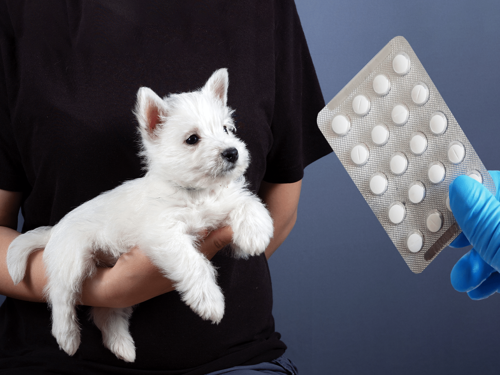 De kosten voor antibiotica bij een hond