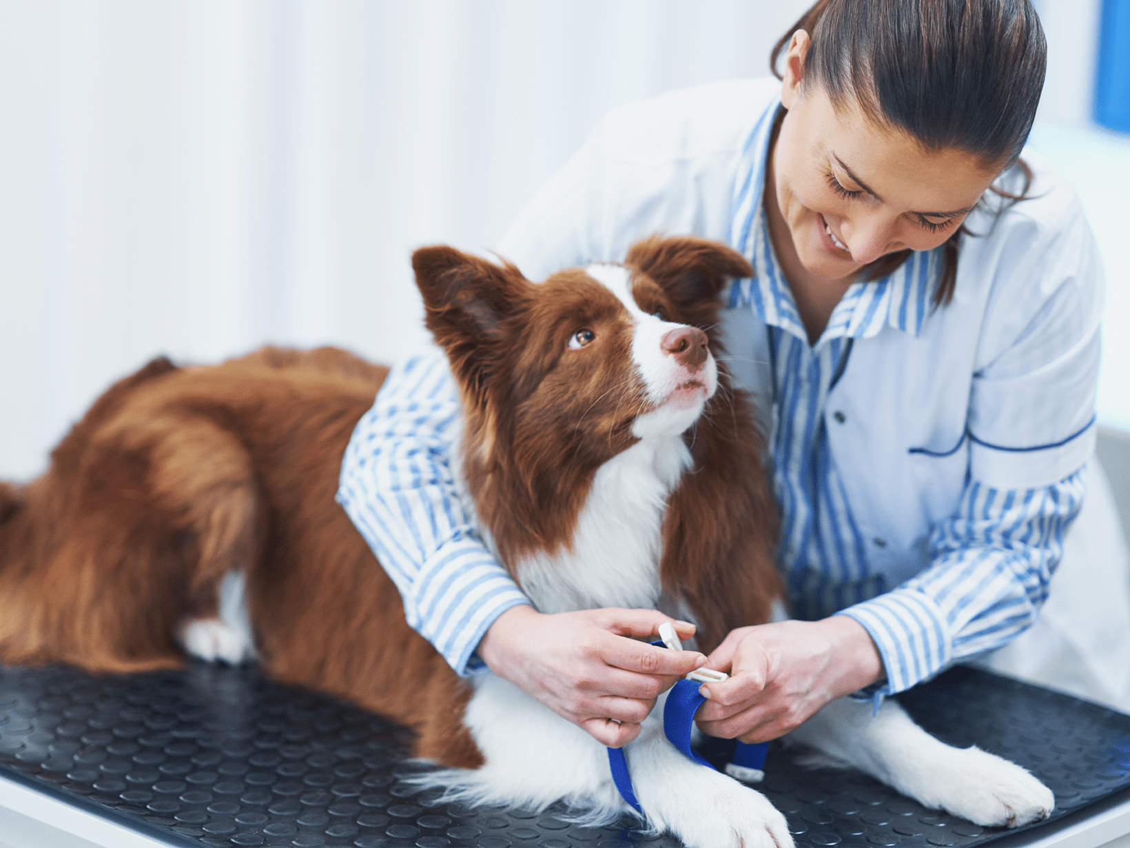 De kosten voor een ACTH-stimulatietest voor een hond