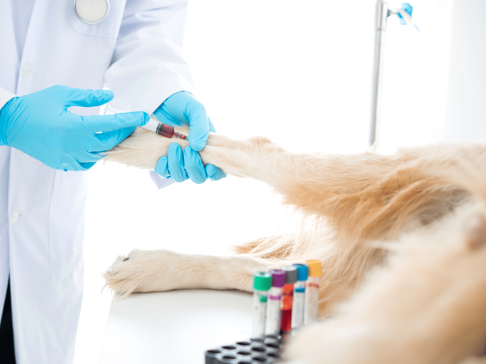 De kosten voor een allergie test bij een hond