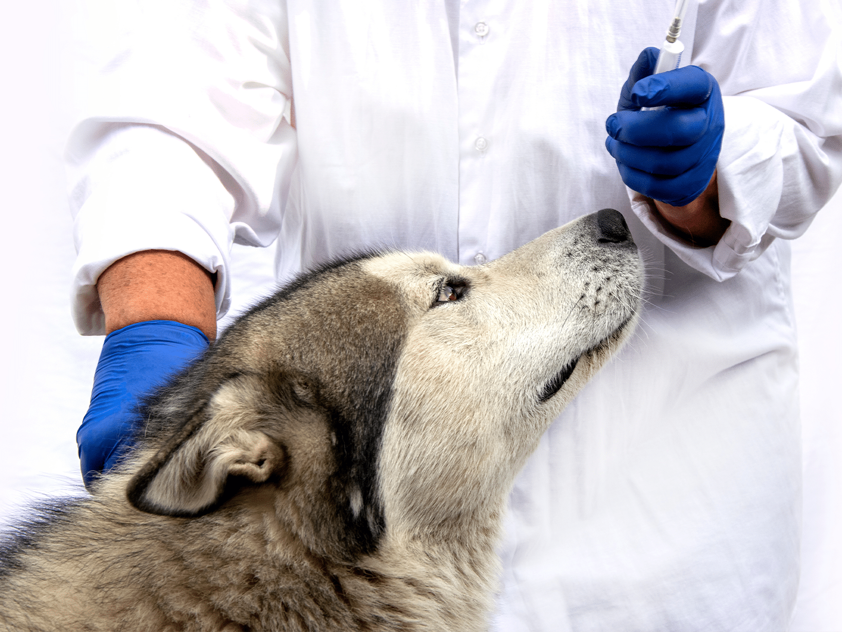 De kosten voor een anabolen injectie bij een hond