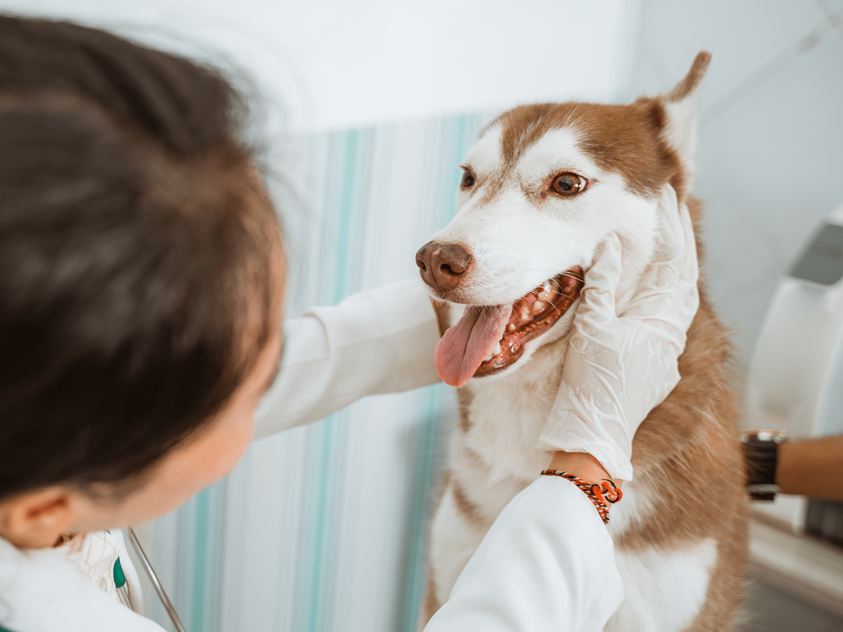 De kosten voor een gezondheidscheck van een hond