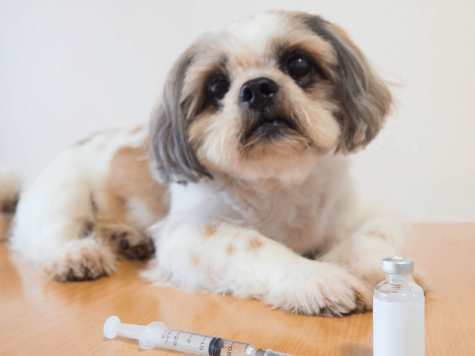 Diabetes kosten voor een hond