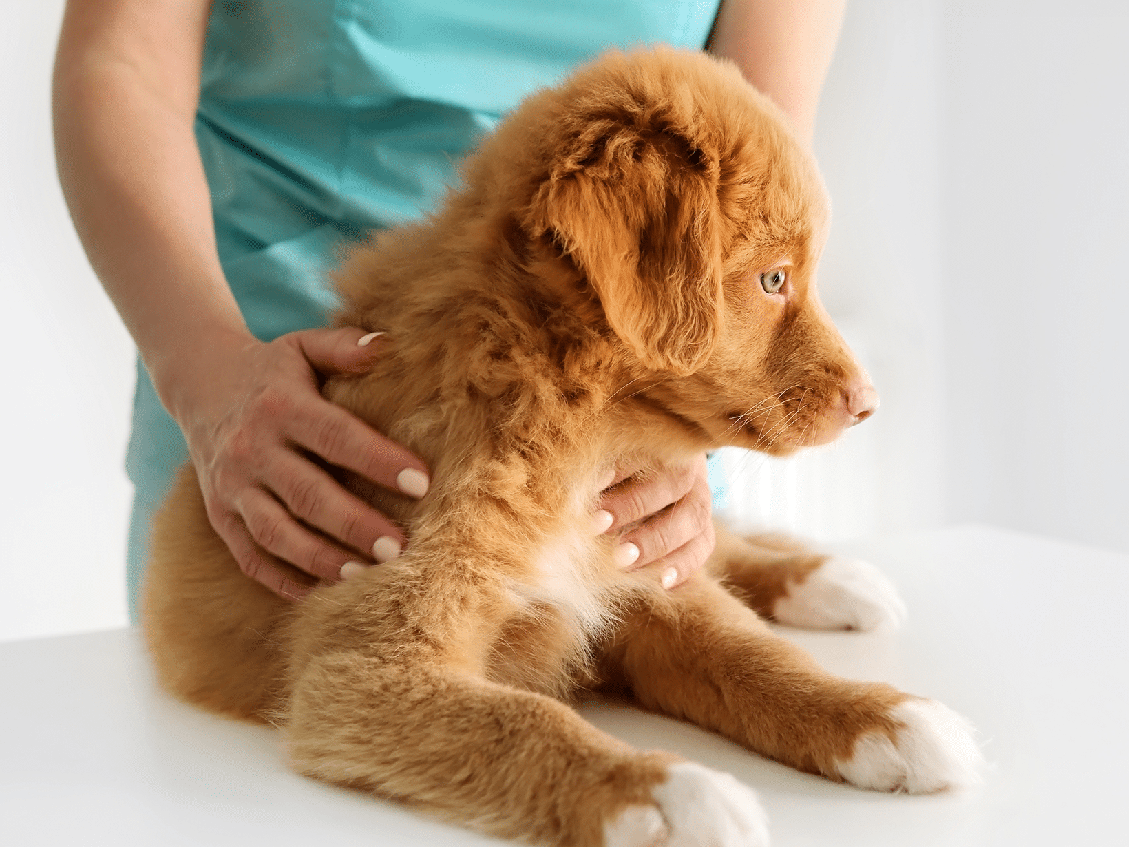 ECG kosten van een hond