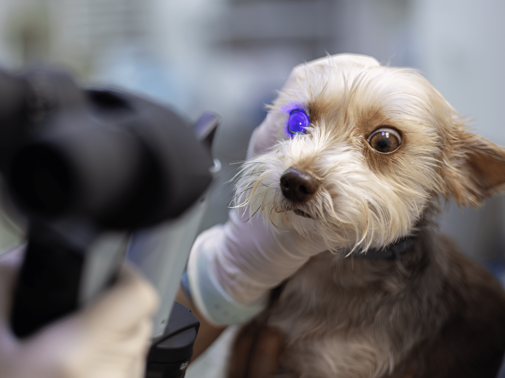 Ecvo-oogonderzoek kosten van een hond