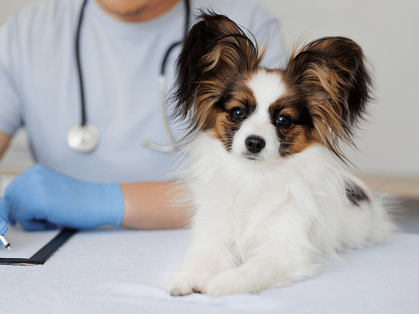 Endoscopie kosten bij een hond