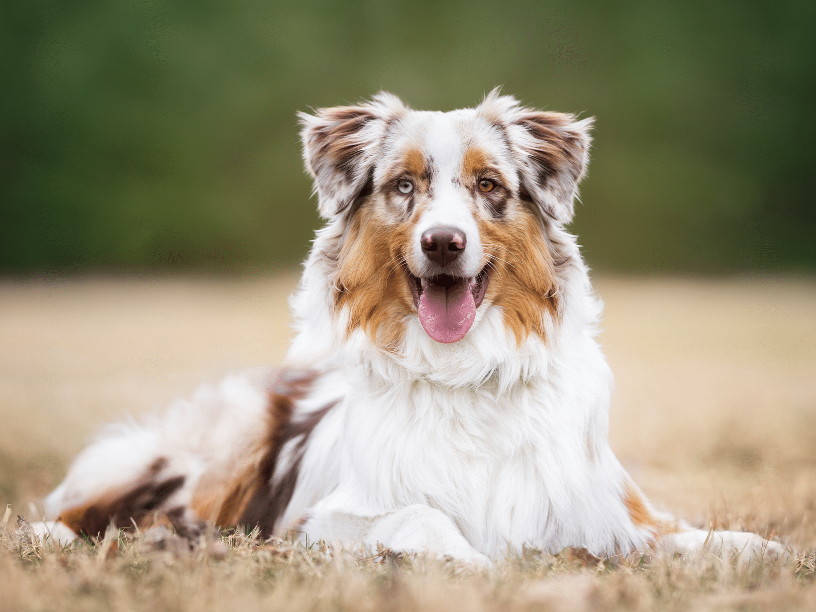 Entropion kosten bij een hond