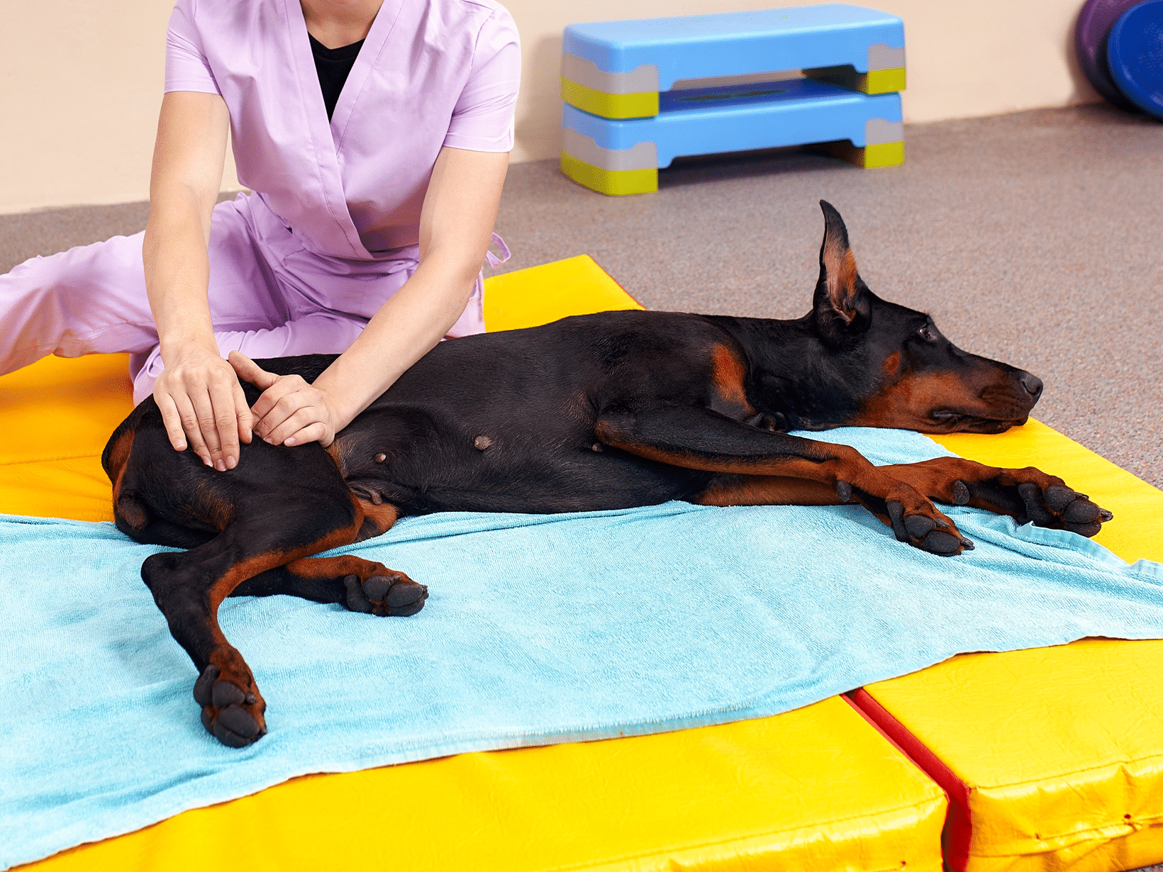 Fysiotherapie kosten van een hond