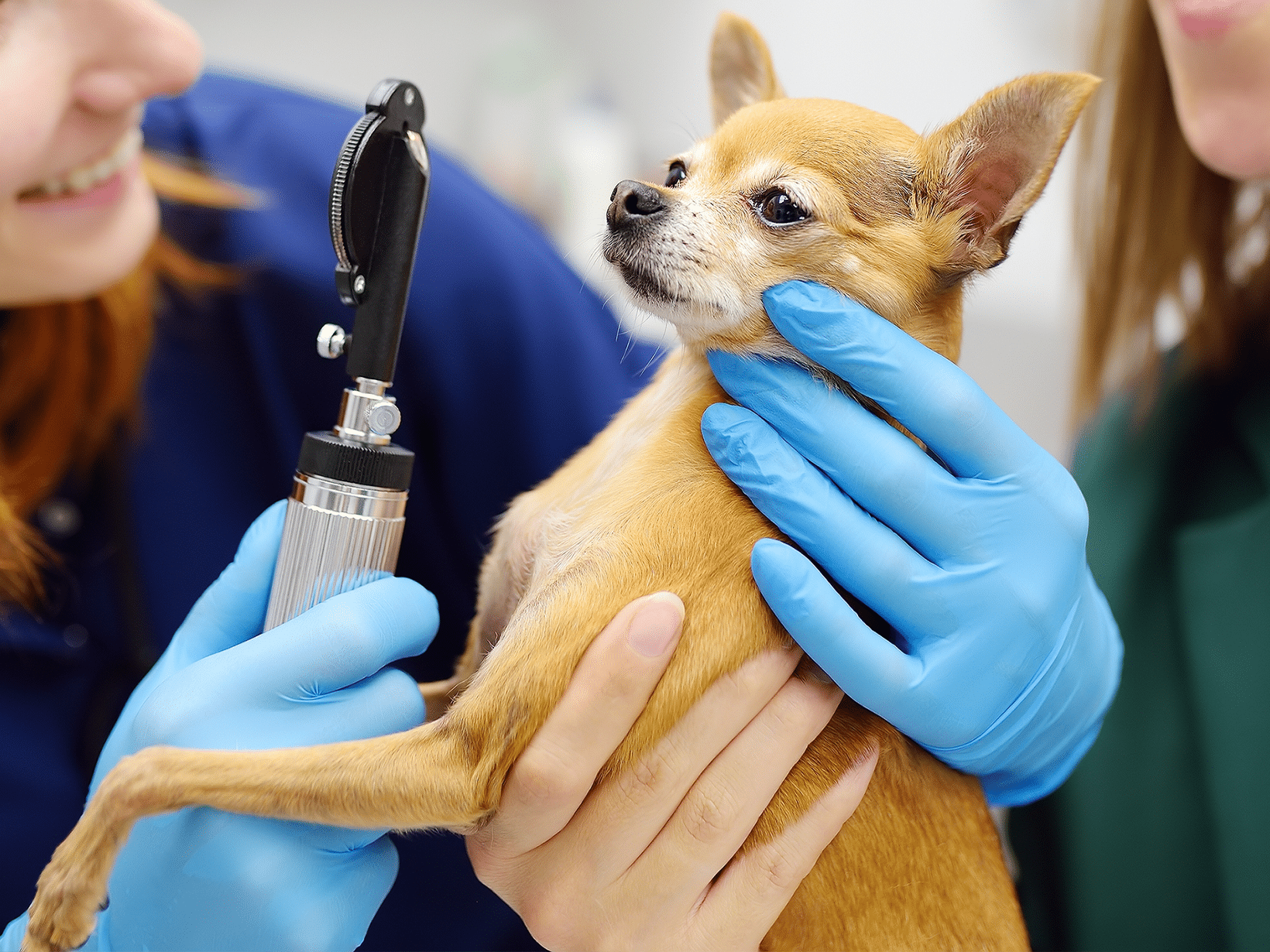 Glaucoom kosten bij een hond