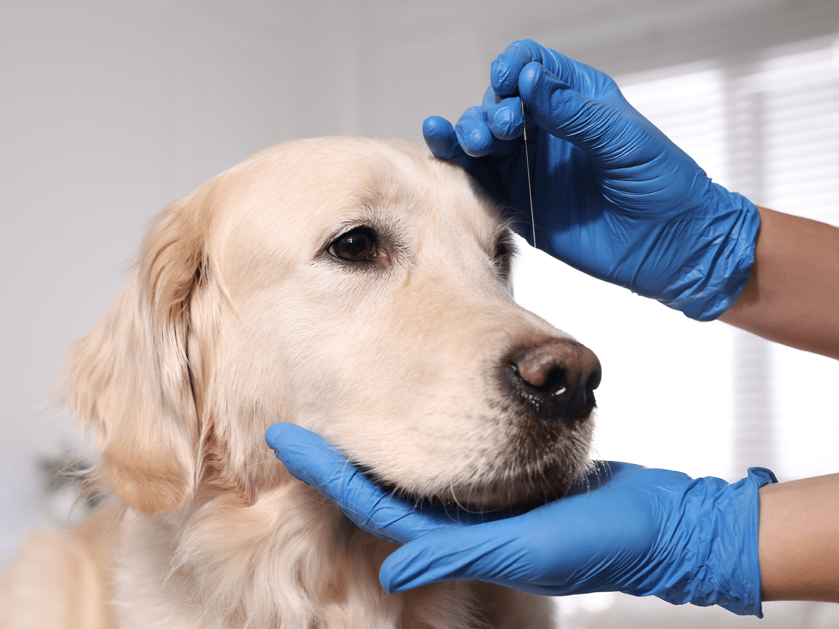 Goudacupunctuur kosten bij een hond