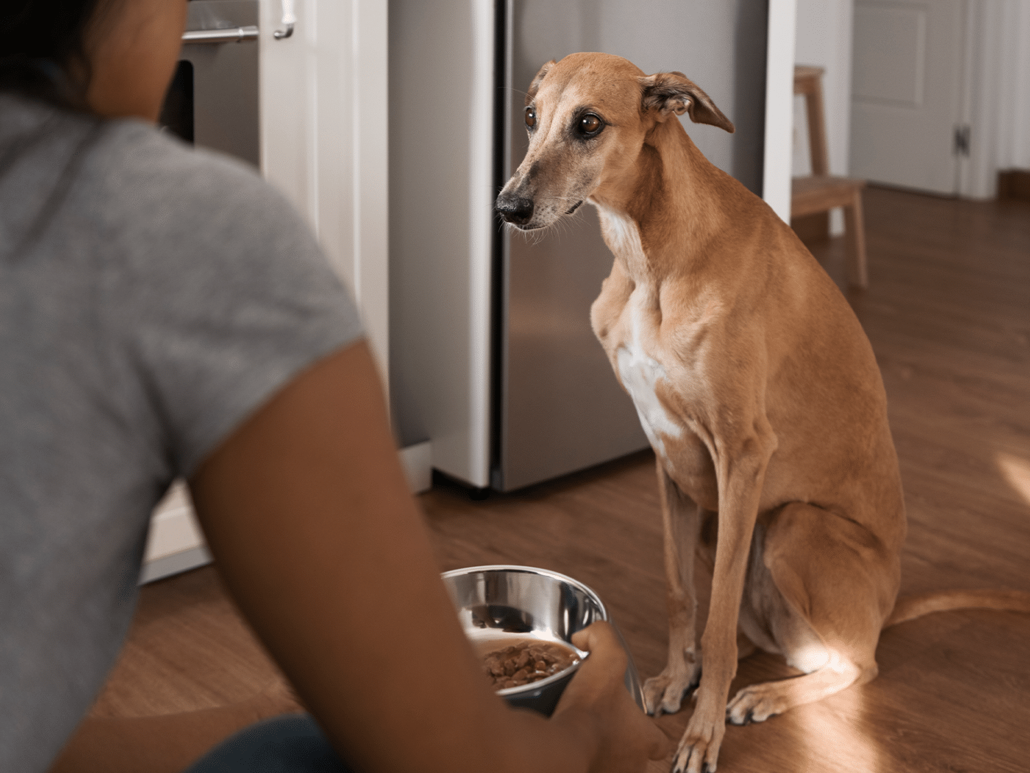 Help, mijn hond eet niet. Oorzaken en tips lees je hier!