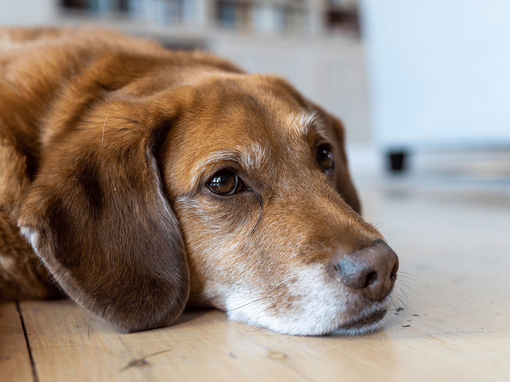 Hond aan de diarree en eet niet