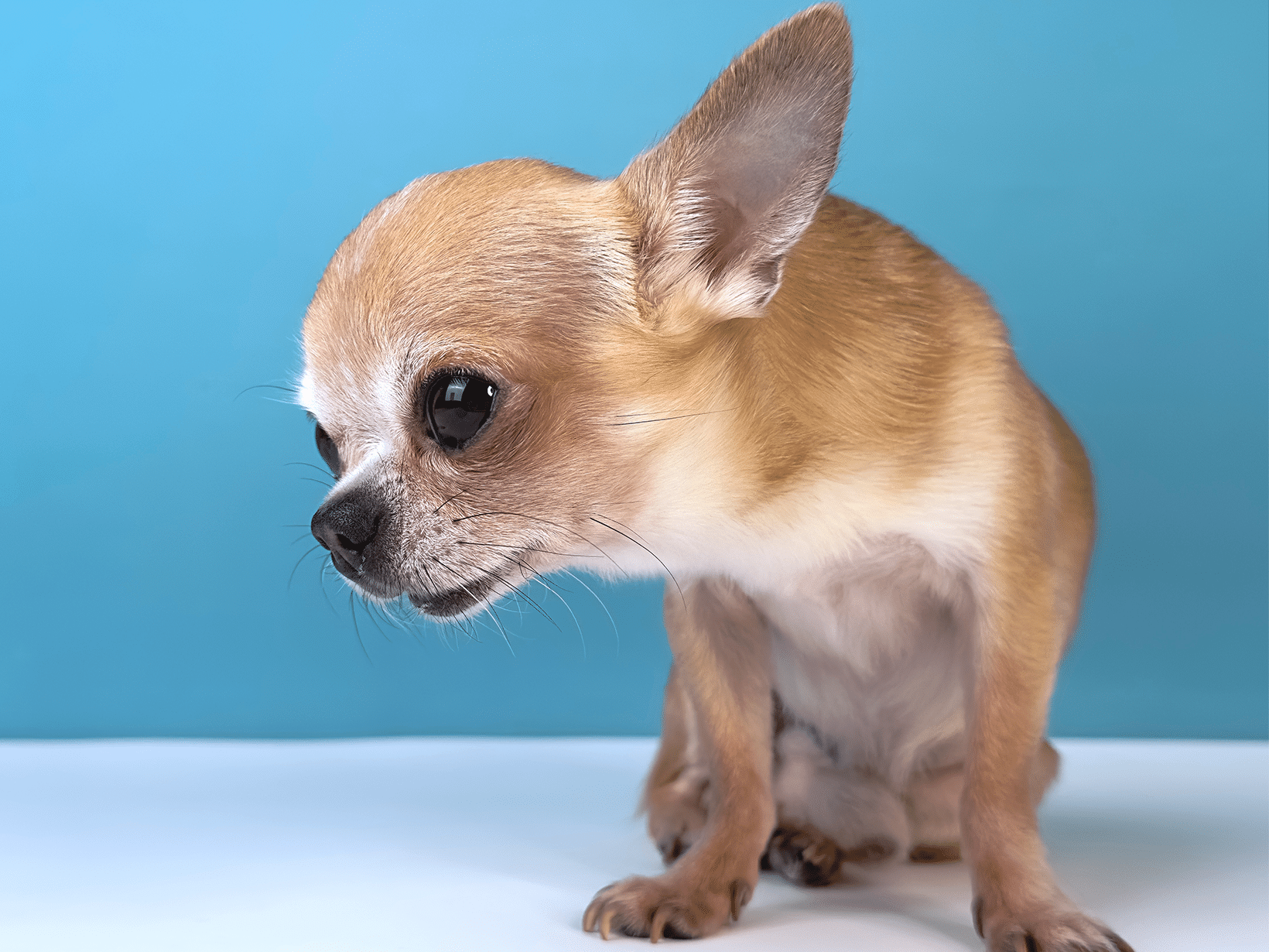 Hond braakt en eet het weer op