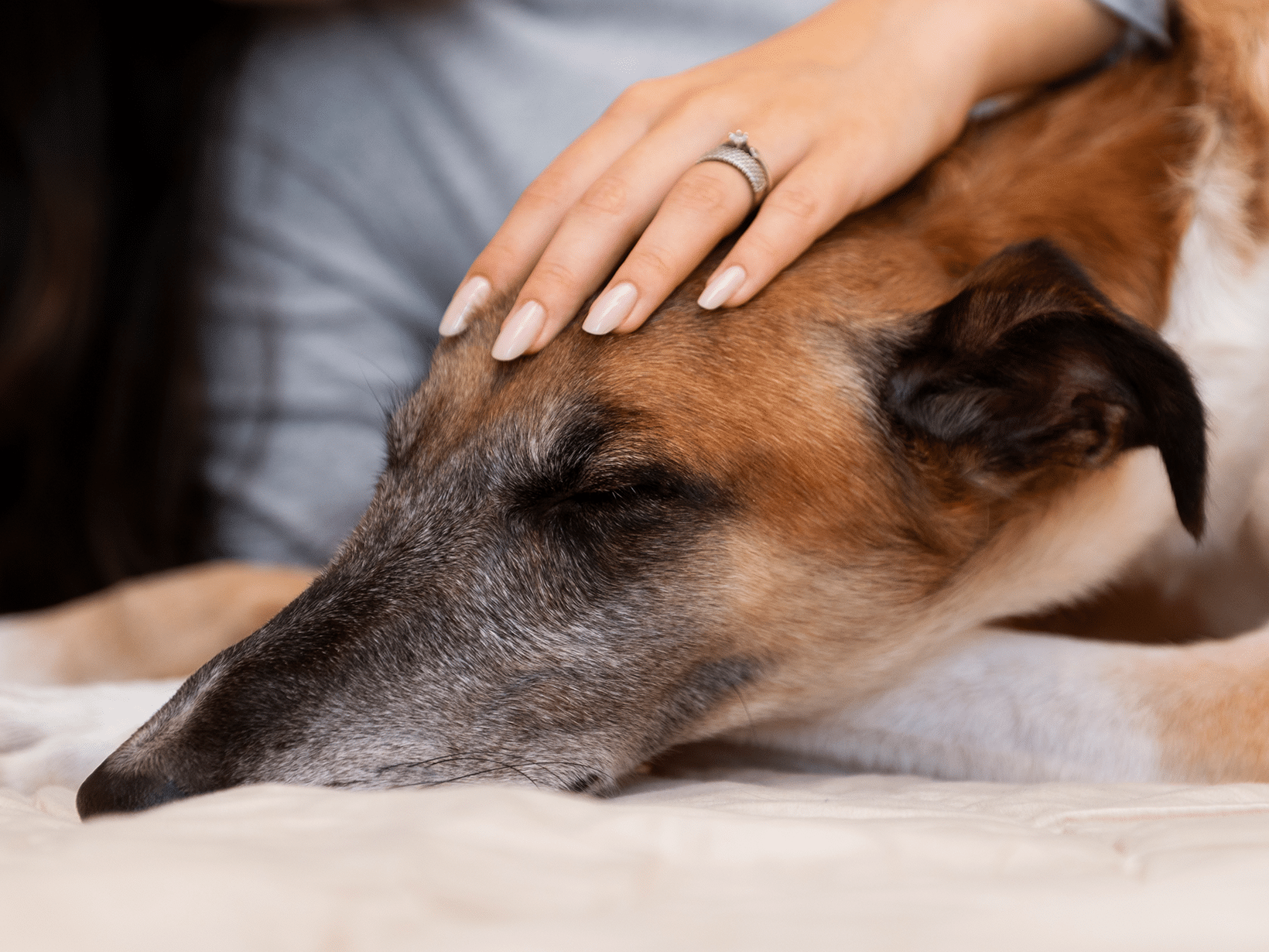 Immunotherapie kosten voor een hond