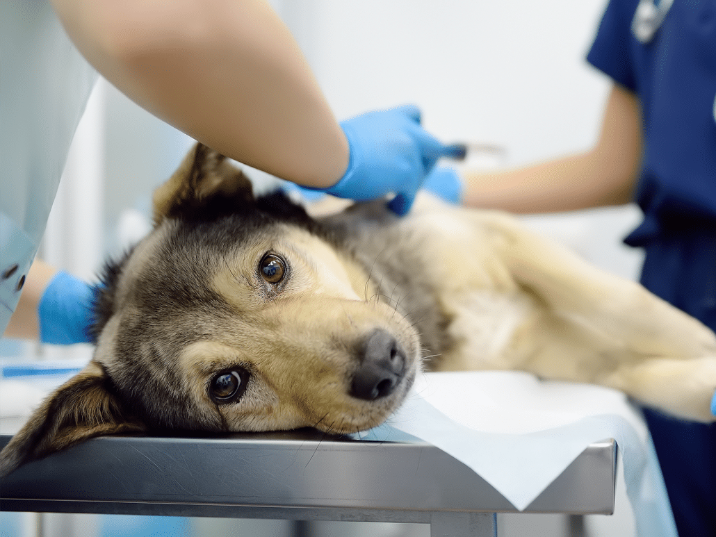 Kosten OCD operatie hond, prijzen en informatie
