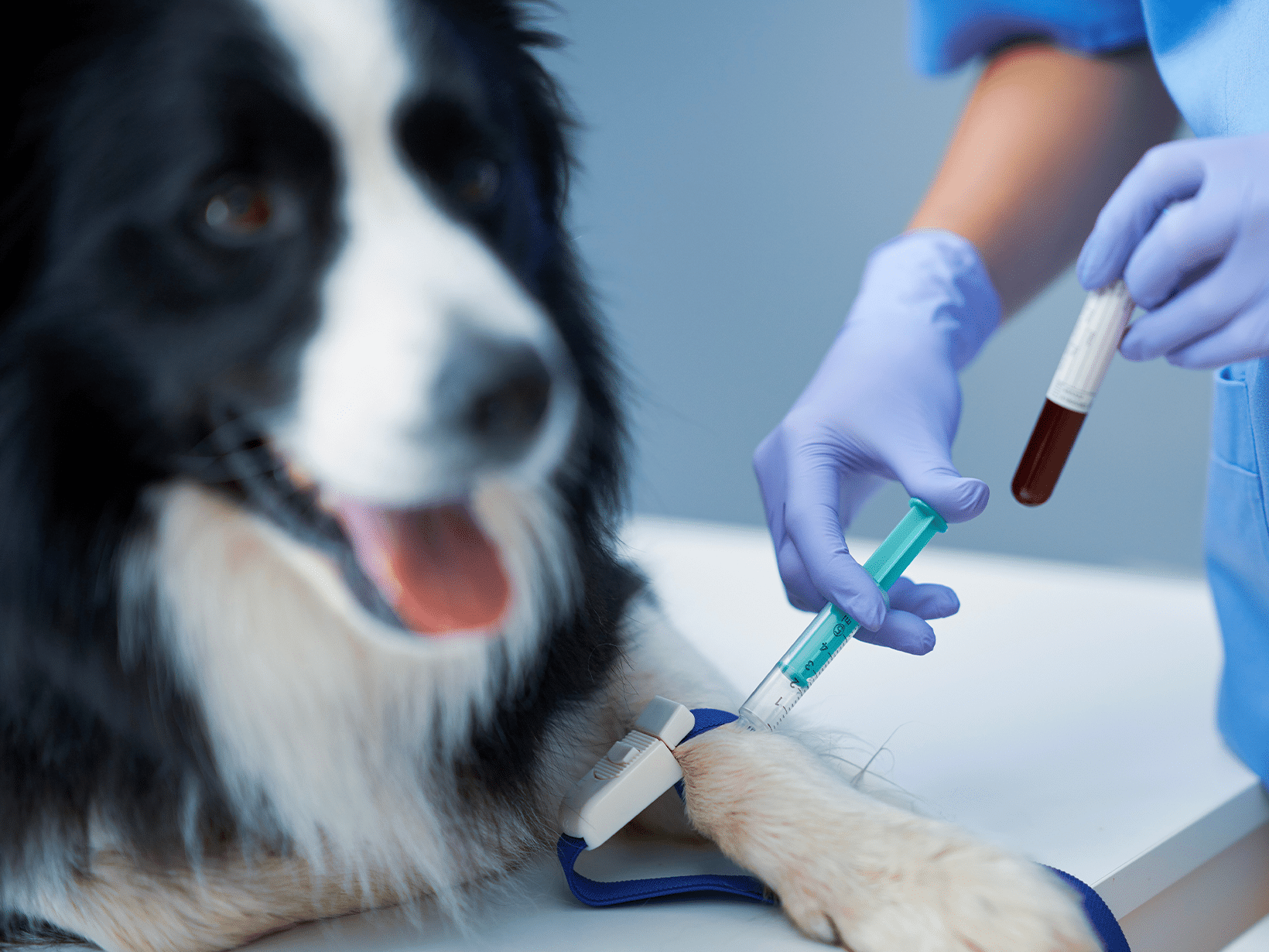 Kosten allergietest hond