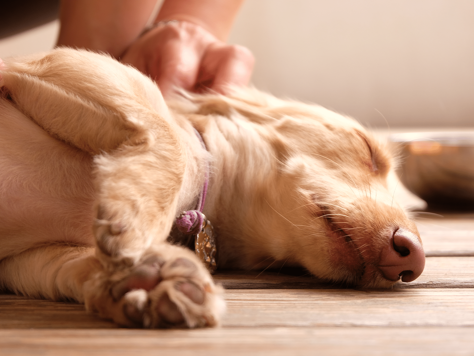 Kosten autopsie hond