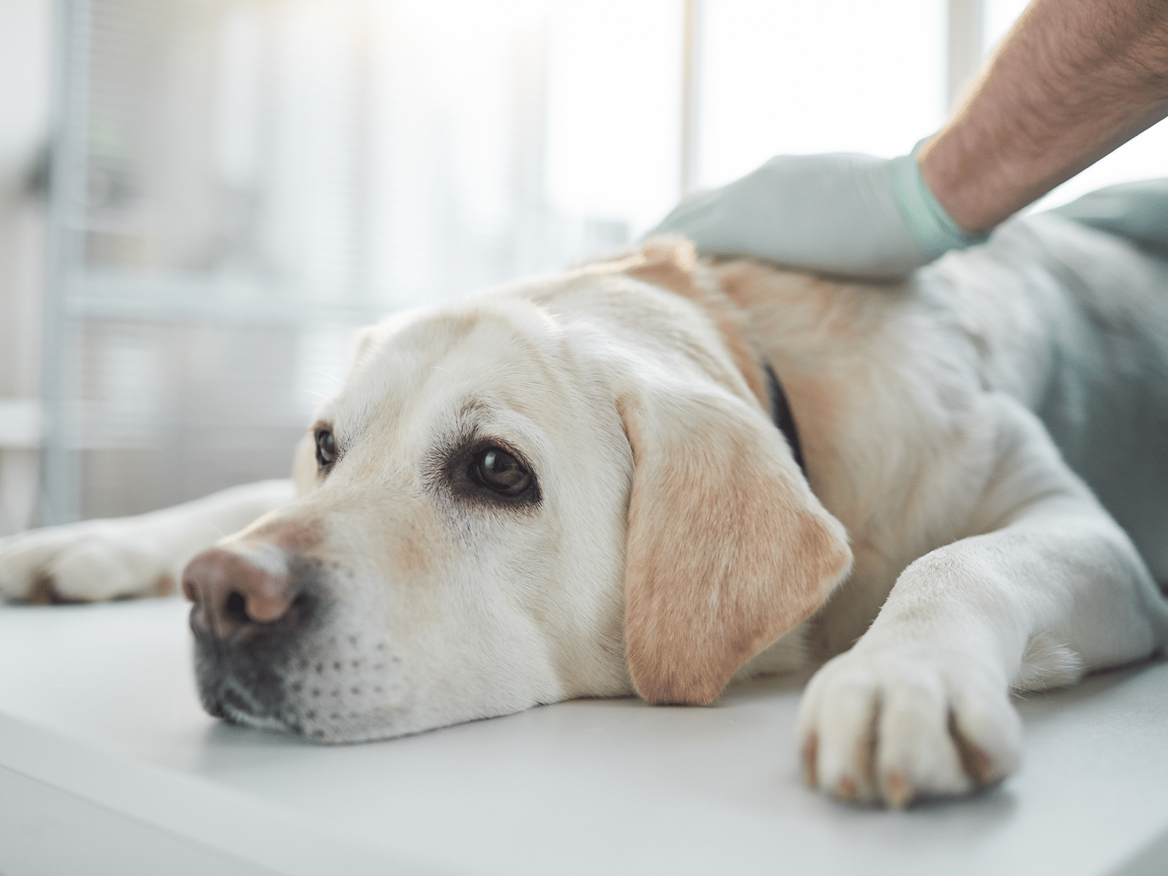 Kosten baarmoeder verwijderen hond