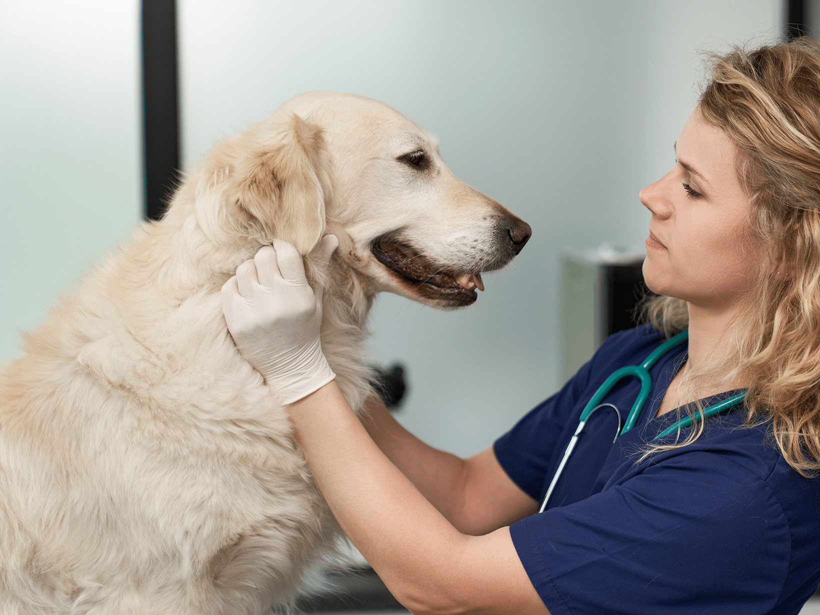 Kosten bekkenkanteling bij een hond