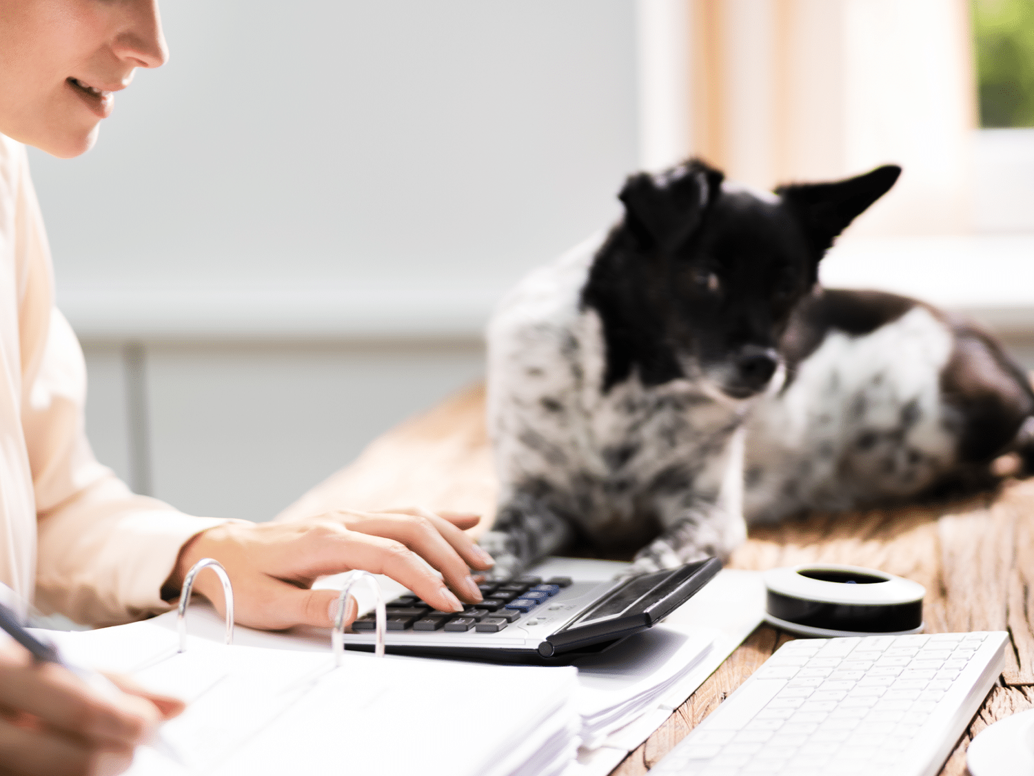 Kosten belasting hond tarieven & info