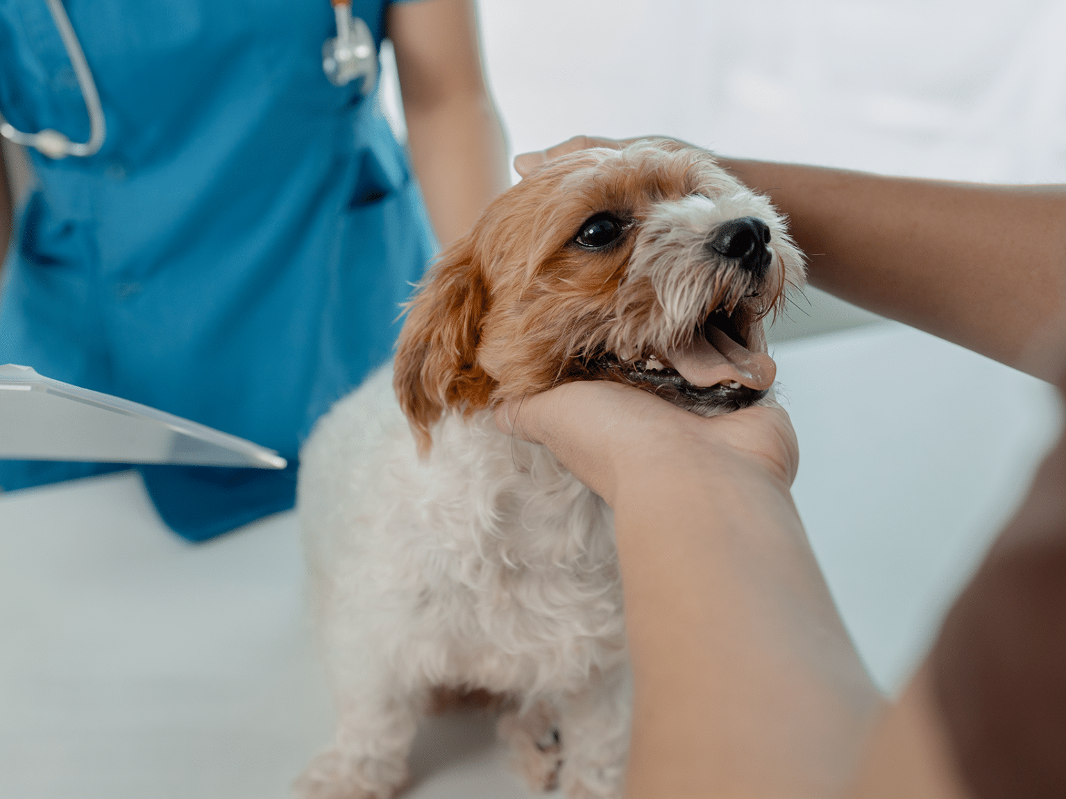 Kosten chemische castratie hond prijzen en informatie