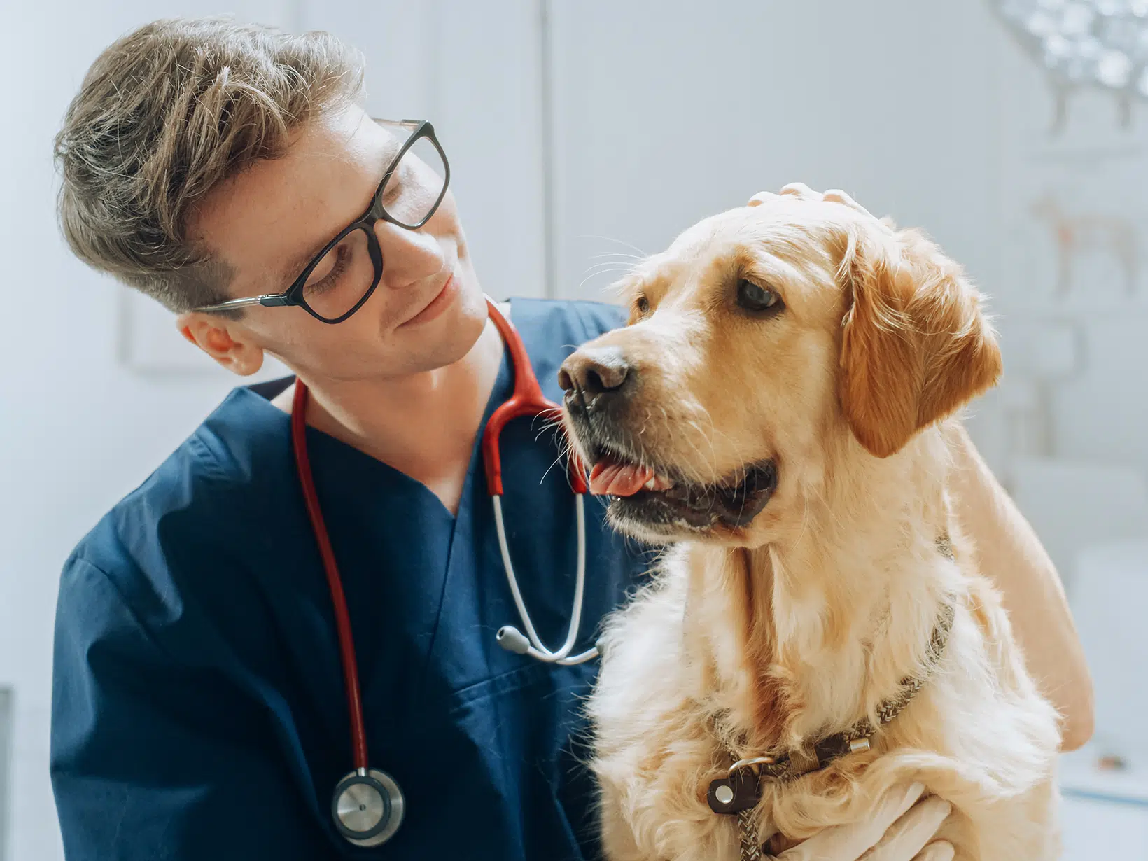 Kosten chemotherapie hond