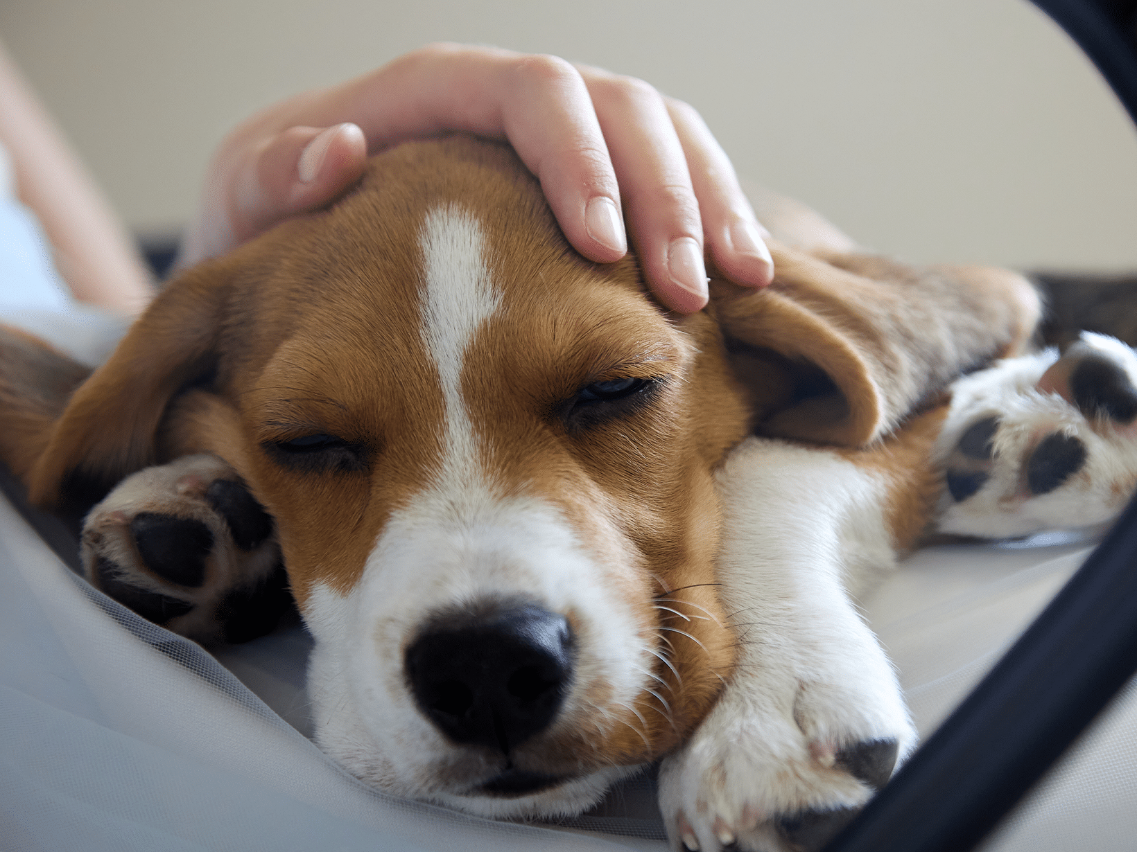 Kosten dode hond ophalen