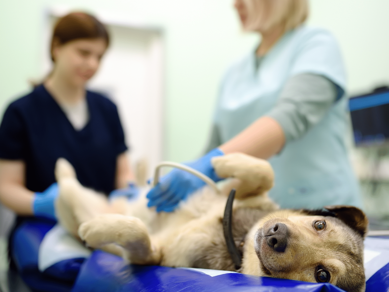 Kosten echo hond prijs, procedure en diagnose uitleg