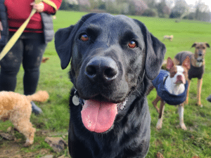 Kosten eigen hond opleiden tot hulphond