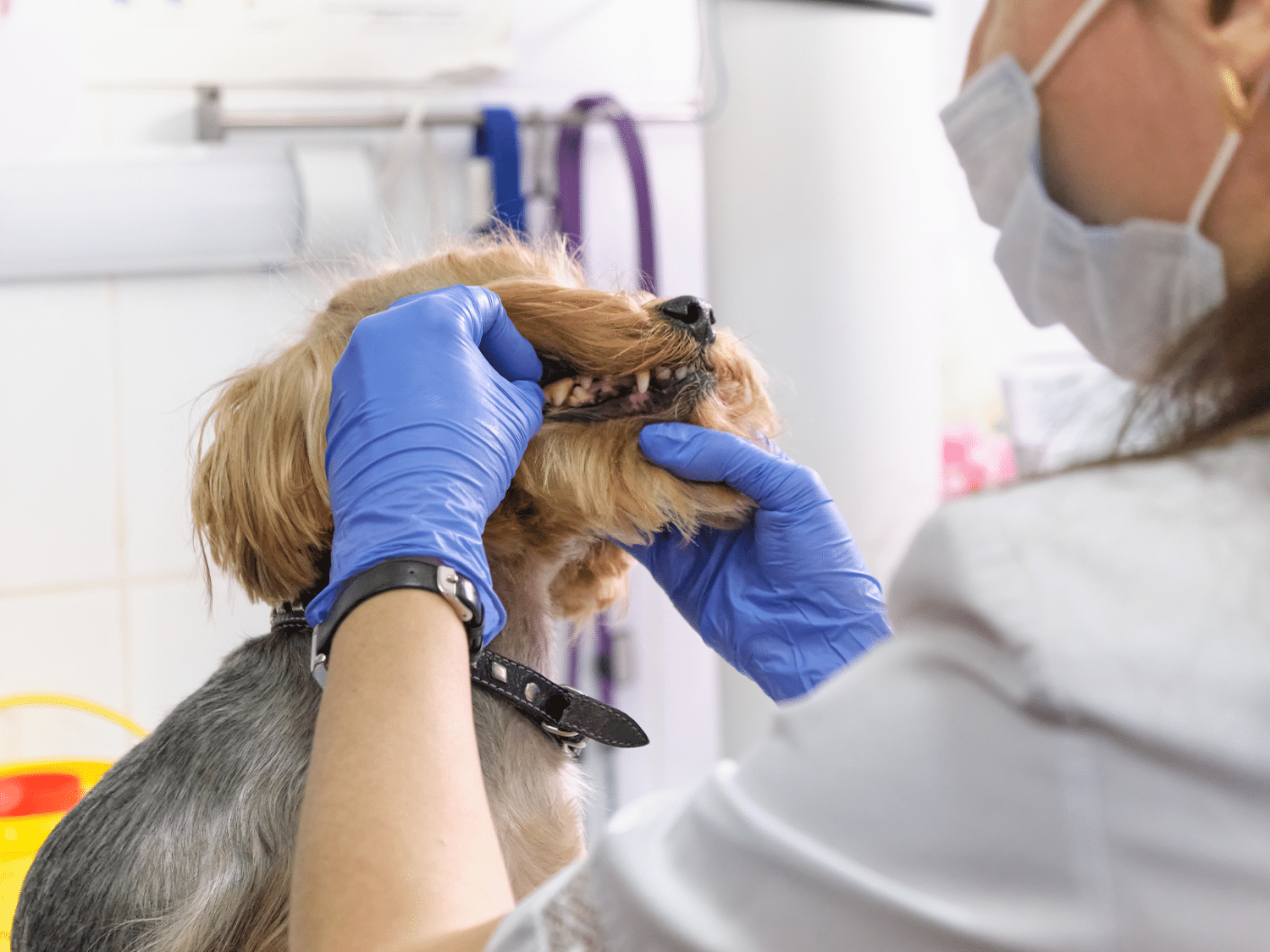 Kosten gebitsbehandeling hond vergelijk prijzen en opties