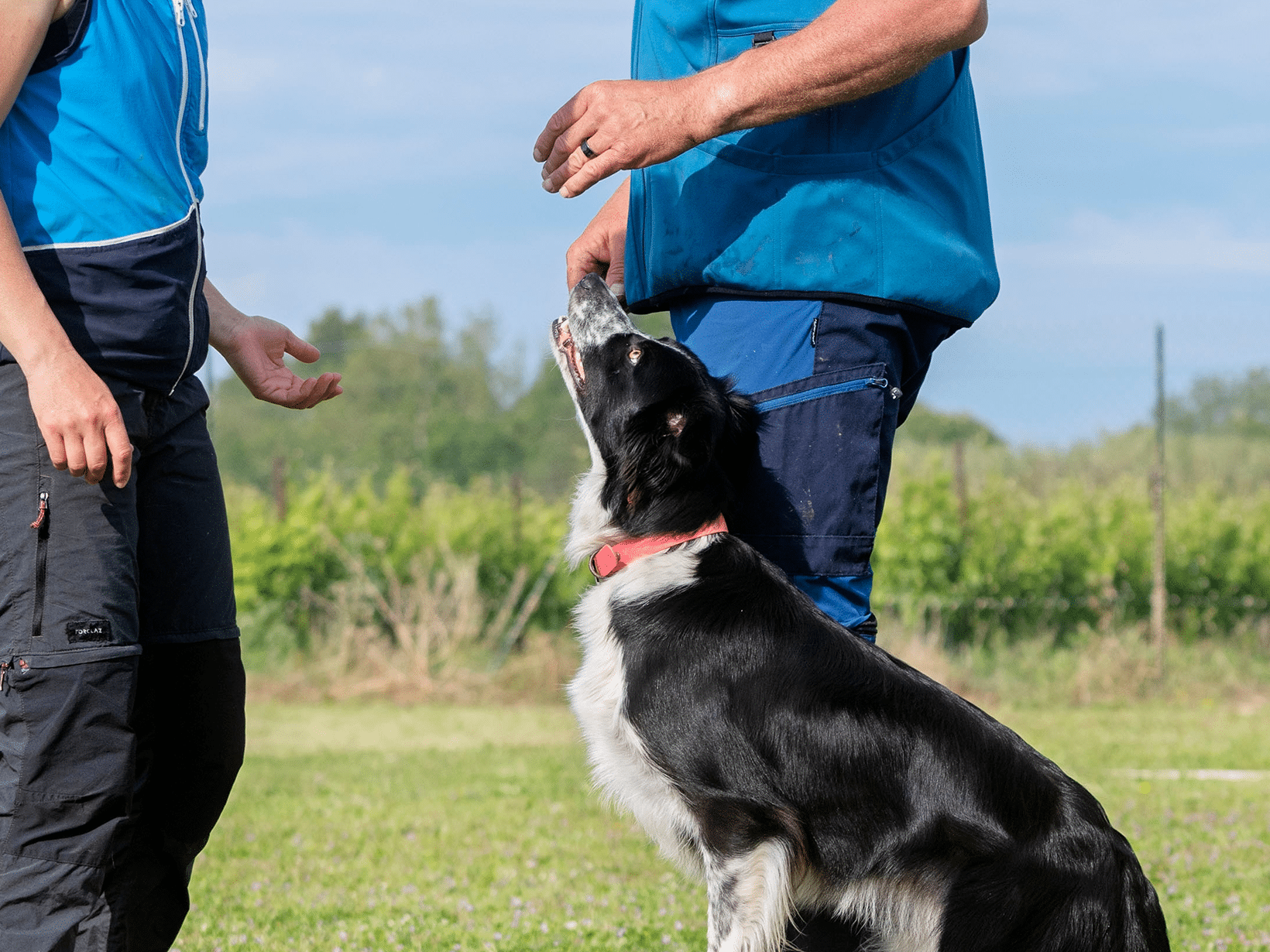 Kosten gedragstherapeut hond