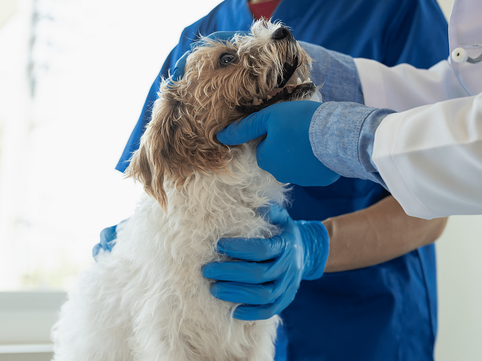 Kosten hechtingen verwijderen hond