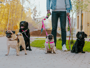 Kosten hond uitlaten