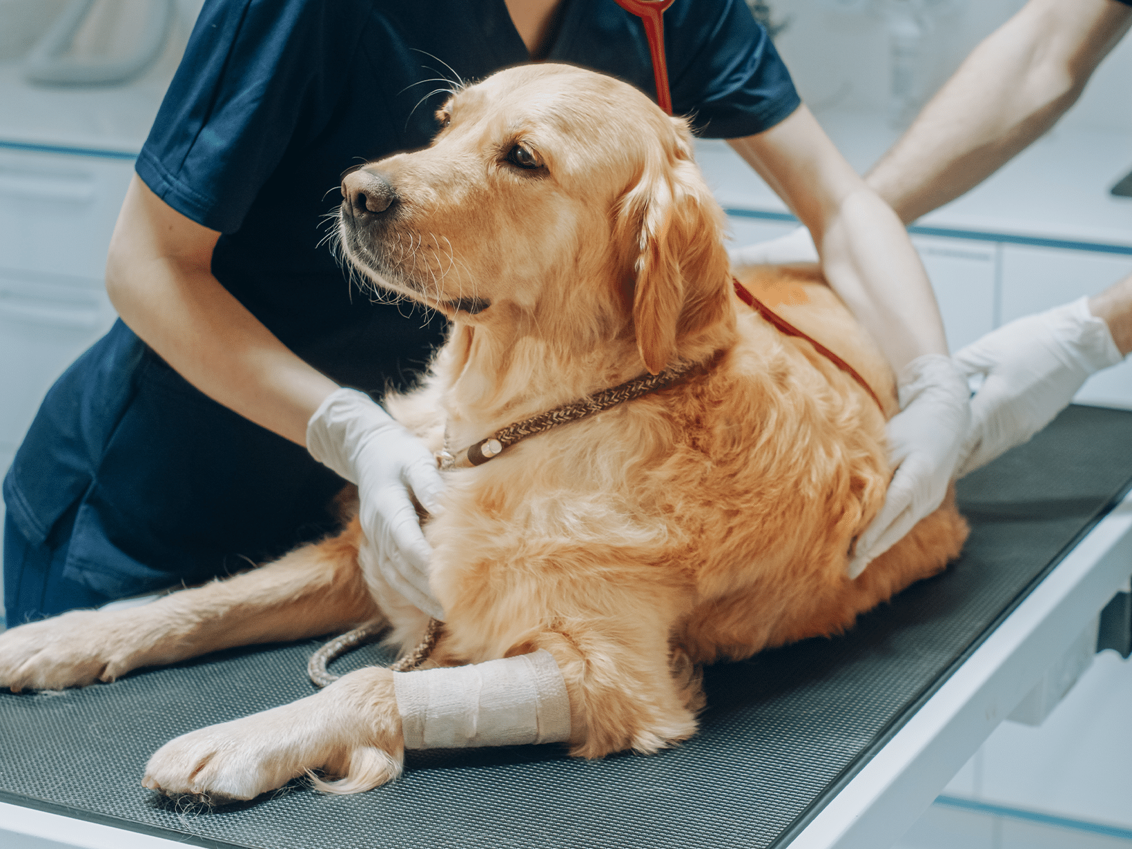 Kosten leverbiopt hond