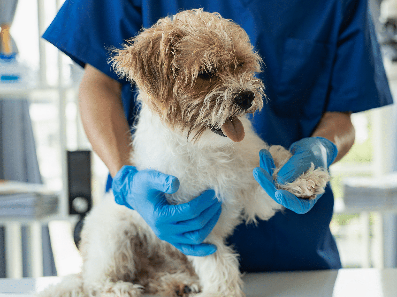 Kosten neurologisch onderzoek hond