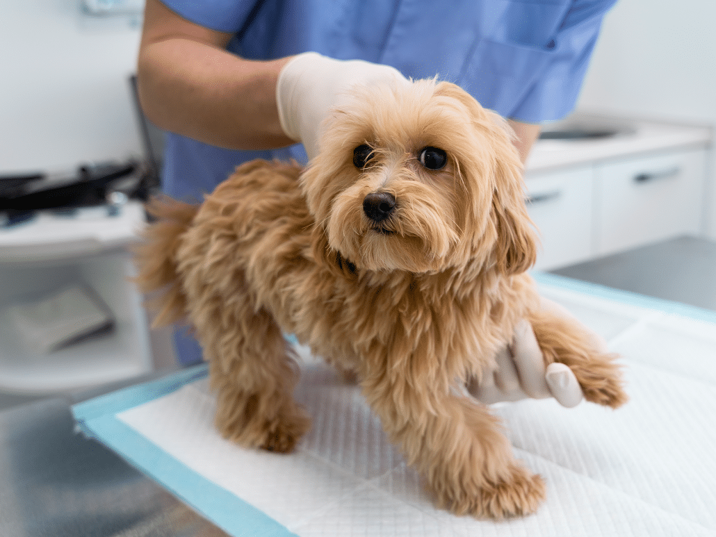 Kosten operatie nierstenen hond behandeling en herstel tips