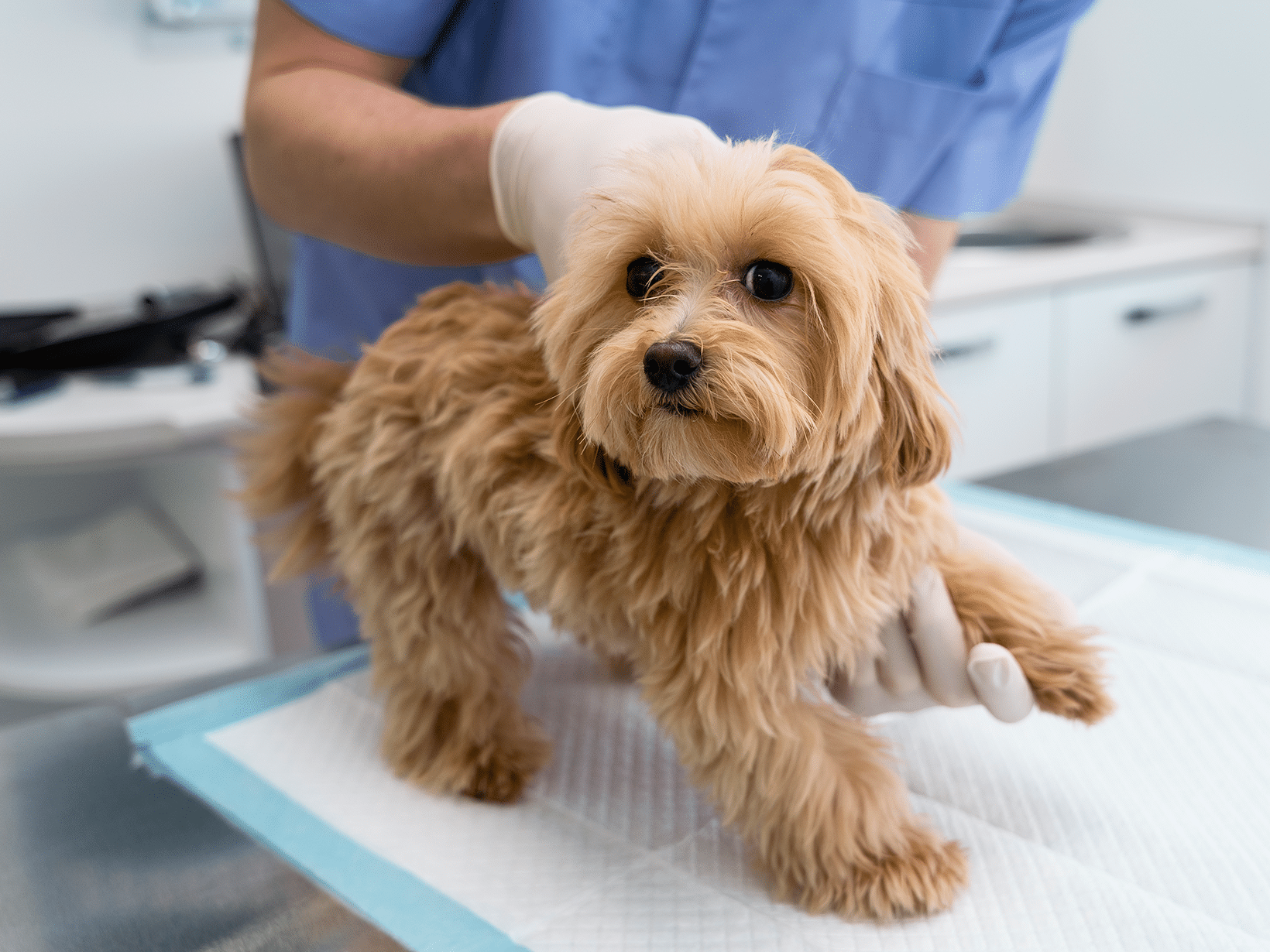 Kosten operatie nierstenen hond