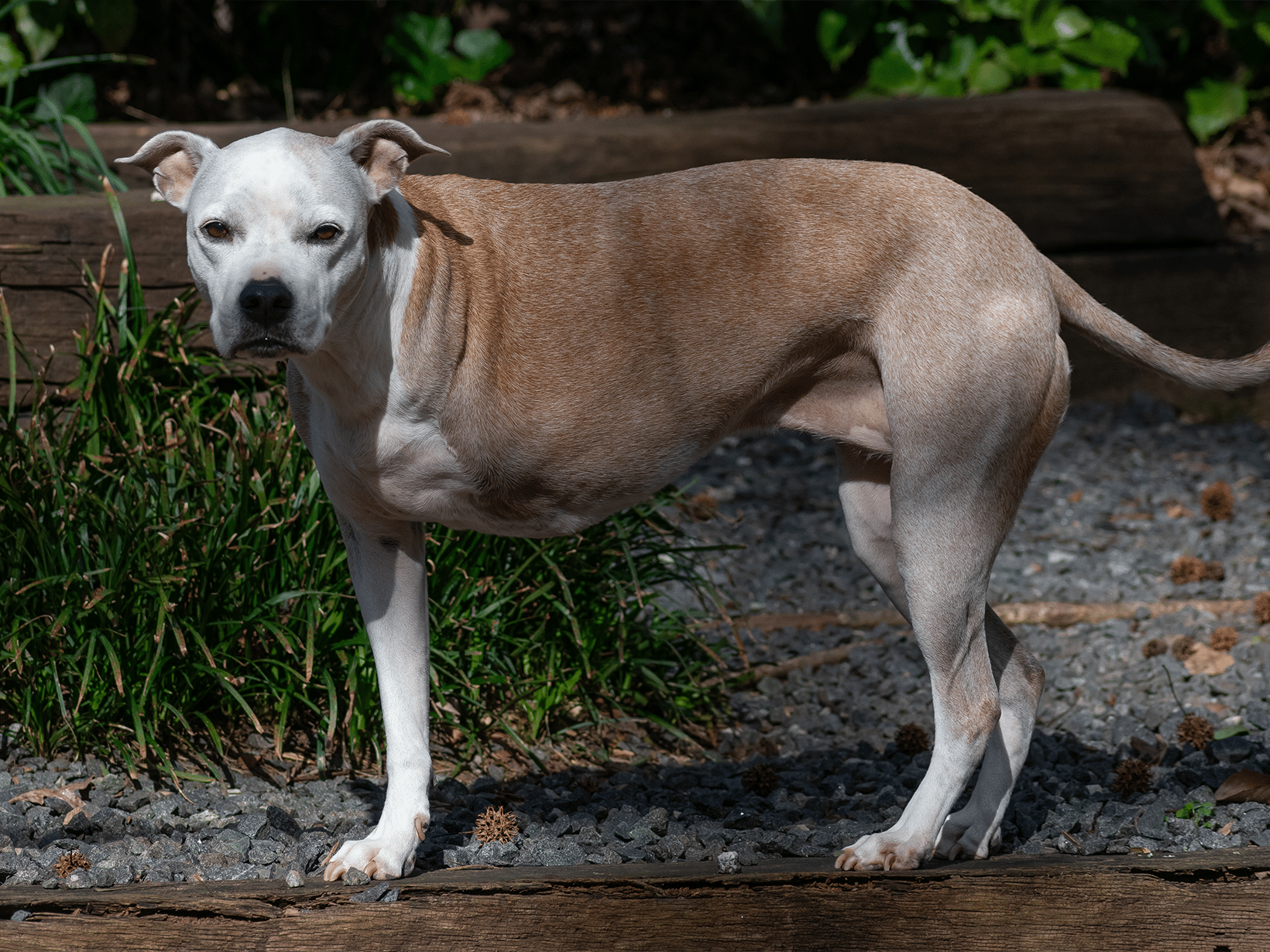 Kosten pootamputatie van een hond