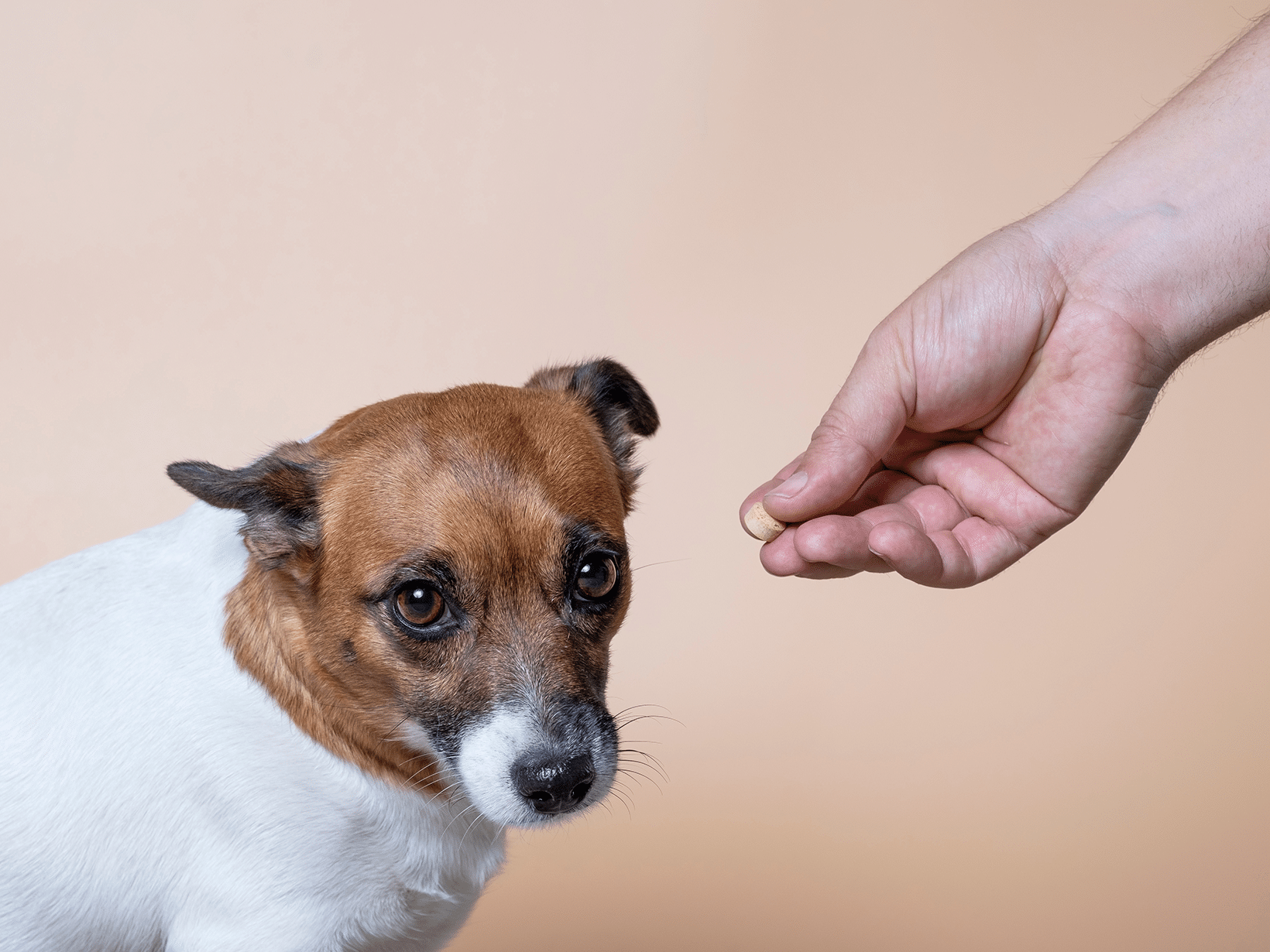 Kosten prikpil hond