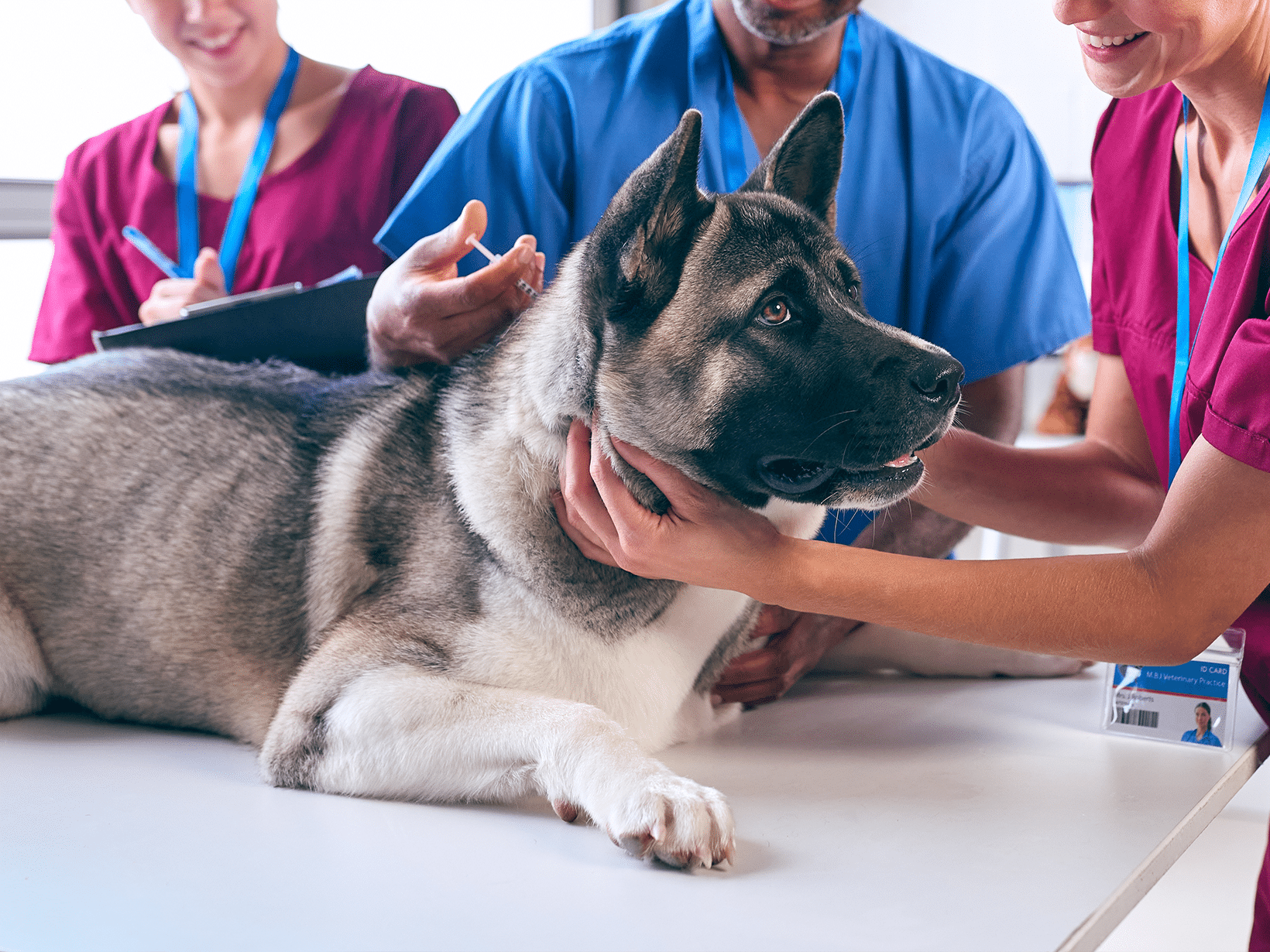 Kosten progesteron prikken hond