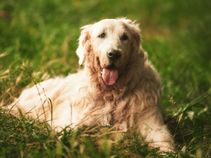 Kosten resomeren hond