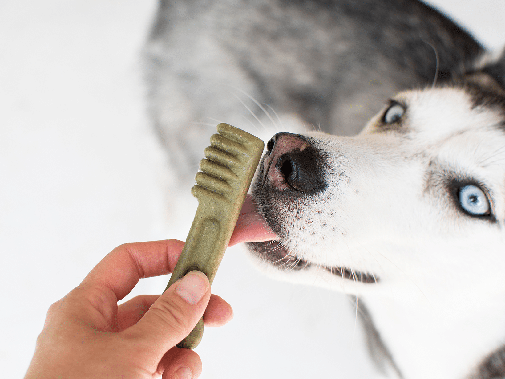 Kosten tanden reinigen hond