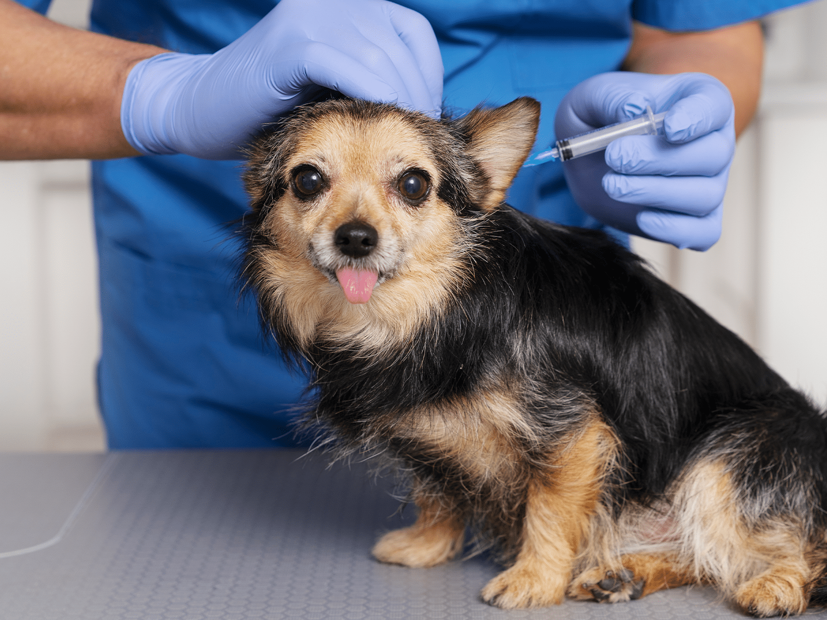 Kosten vaccinatie hond