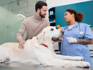 Kosten ziekte van Addison hond