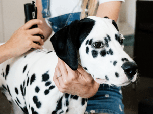 Lasertherapie hond kosten