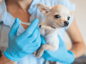 Vitamine b12 injectie hond kosten